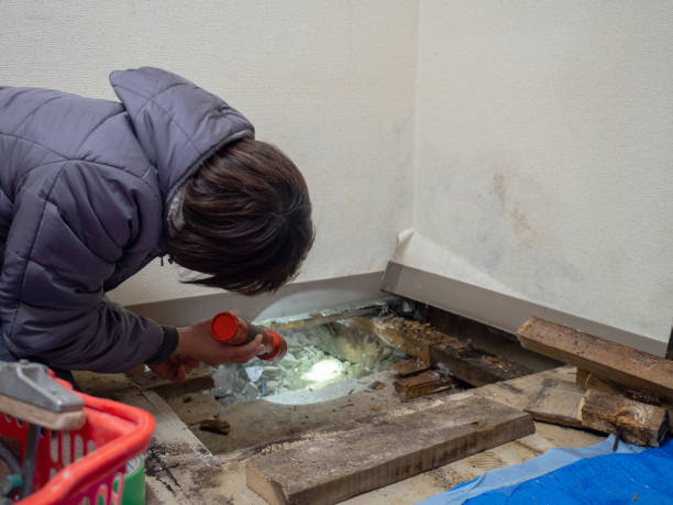 Best Black Mold Removal  in Poteau, OK