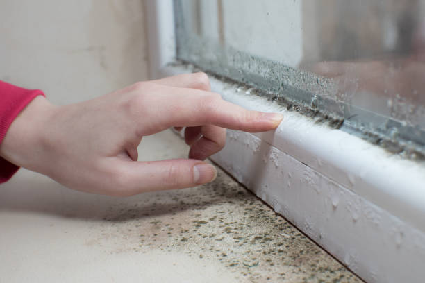 Best Basement Mold Removal  in Poteau, OK
